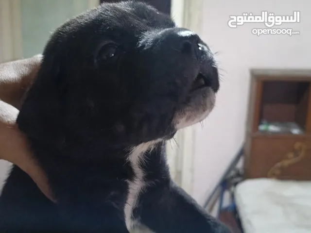 متاح جراوي كين كورس