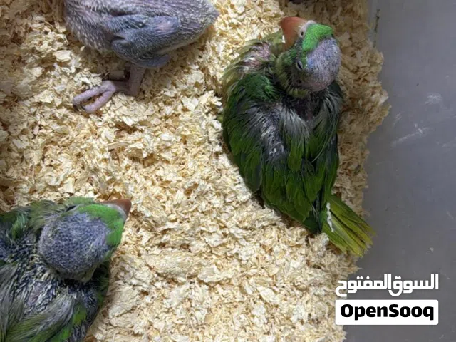 دره نيبالي زق