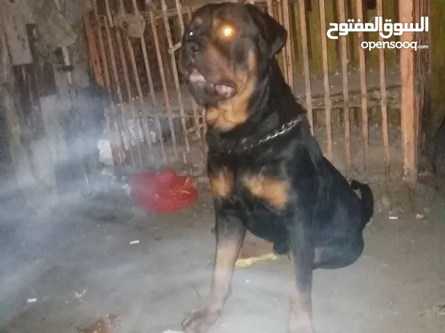 كلاب روت وايلر للبيع او التبني في مصر : كلب روت وايلر : افضل سعر