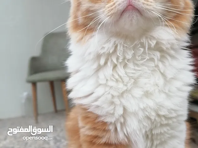 للبيع قط ذكر برتقالي بسعر مناسب