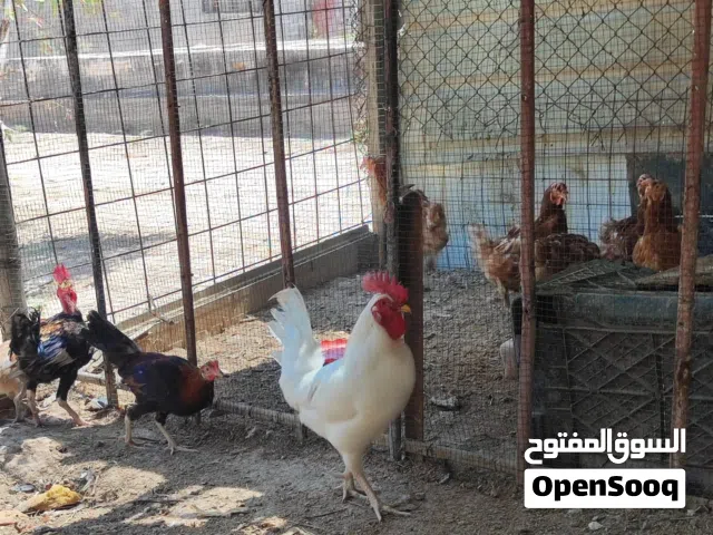 ديك ابيض.......