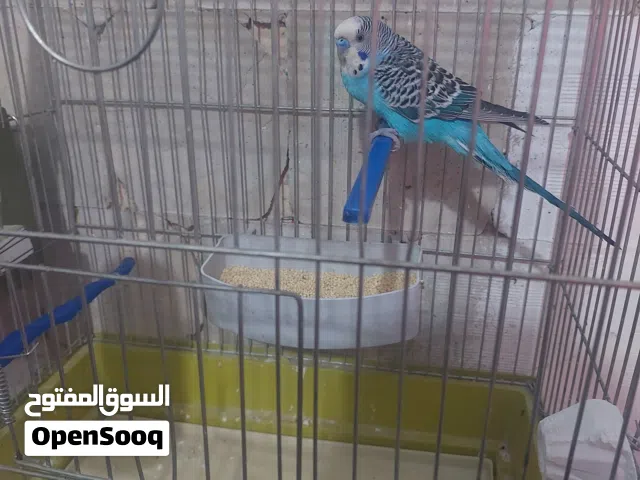 للبيع طيور حب معاهم 3افراخ