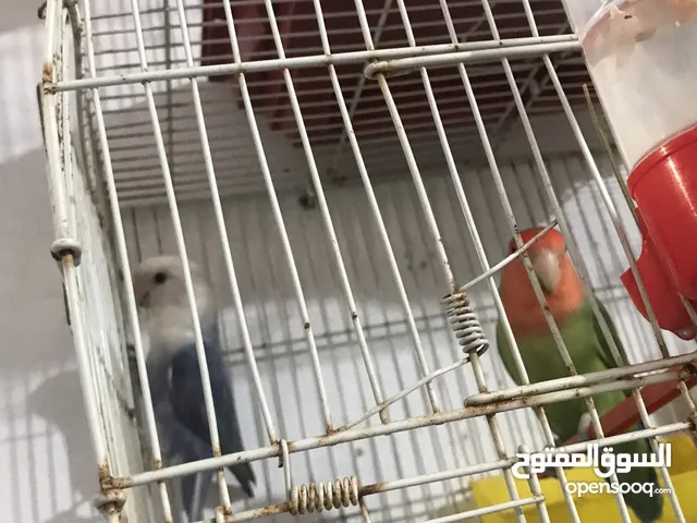 كوبيا روز ربي يبارك مصوقرا و البيع بالقفص انشاء الله