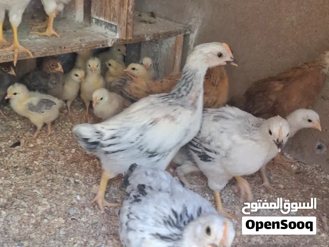 فراخ سايكس انجليزي بحاله ممتازه