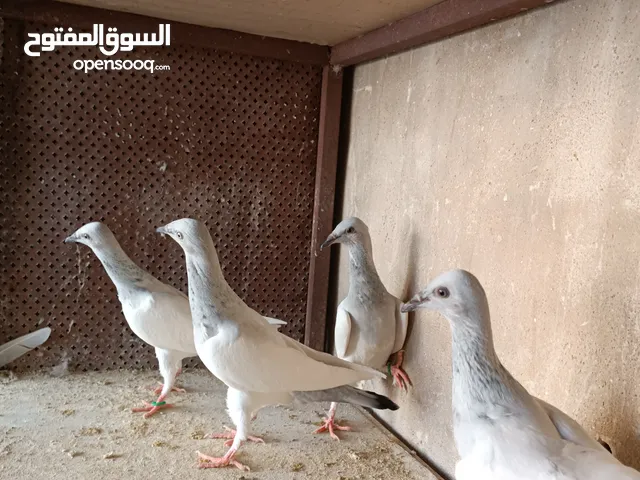 يهوديات المنيم