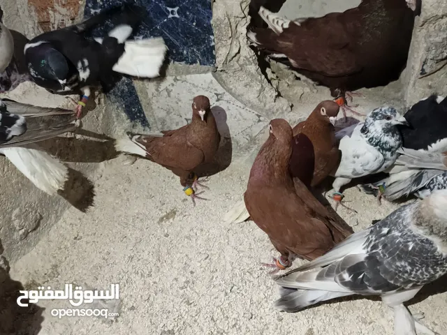 حمام للبيع برصيفة