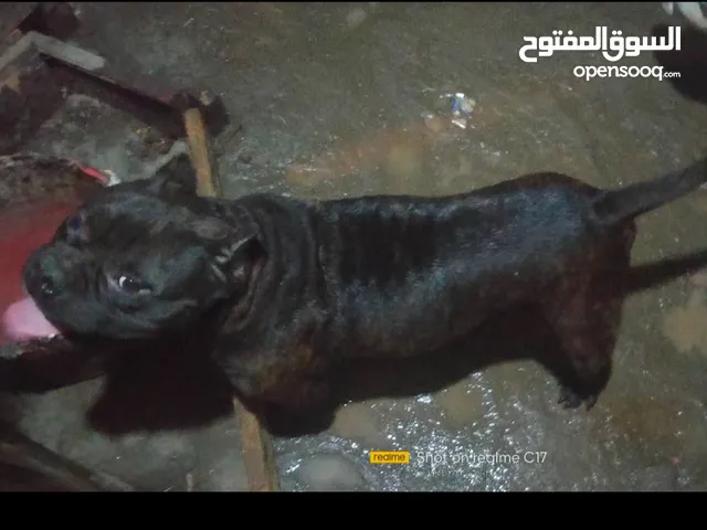 ذكر بولي تقليب عالي ابن طرزان بيجيب تحف