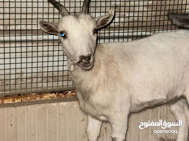 للبيع معزه شيكي