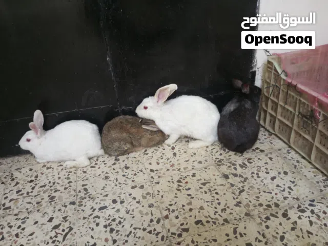 بسم الله ما شاء الله موجود إنثايتين فرنسيات وذكرين بلديات
