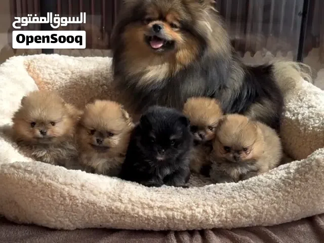 للحجز بوميرانيان ت cup (Teacup Pomeranian) أو بوميرانيان فنجان الشاي. عبارة ميني ميني