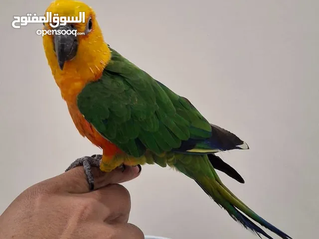 عصفور صن كنيور للبيع مع القفص مدرب وذكي جدا جدا وبرقص