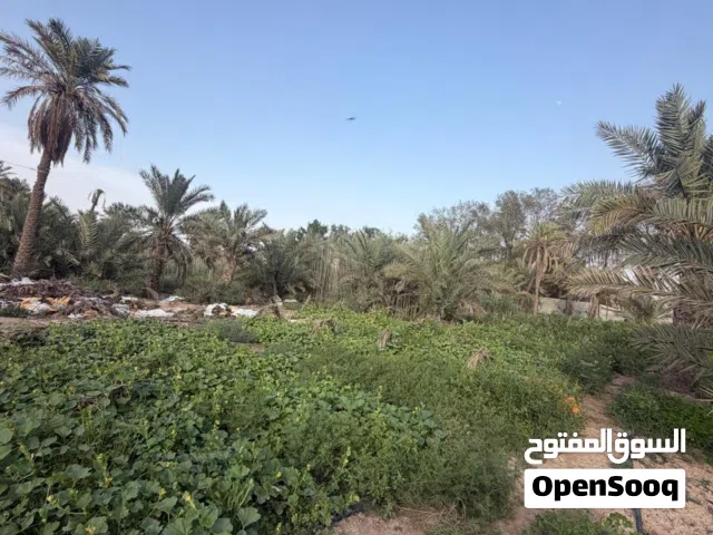 Farm Land for Sale in Basra Abu Al-Khaseeb