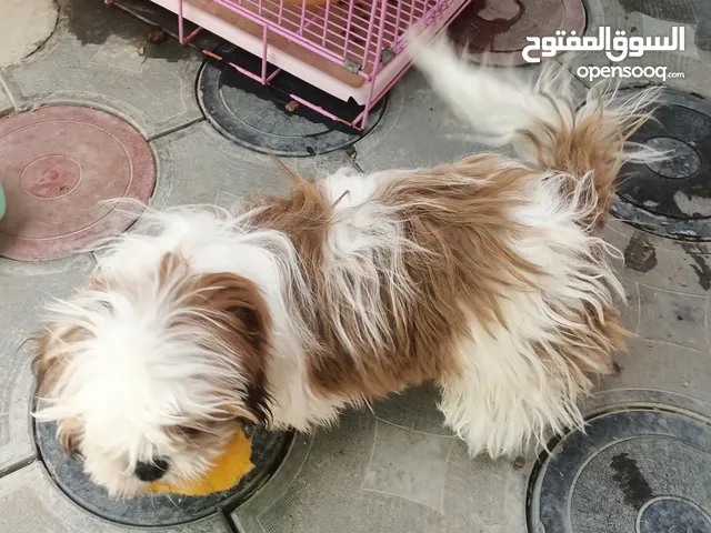 جرو شيتزو Shih Tzu puppy