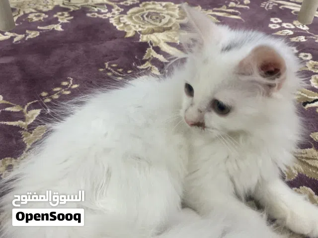قط للبيع .
