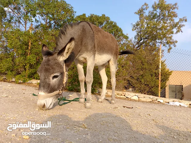 حمار فحل للبيع العمر سنتين رتفاع خمس شبار