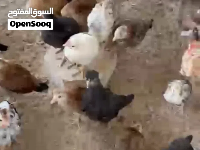 للبيع فروخ عربي