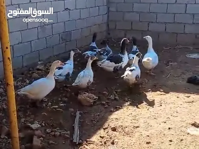 طيور وزز جامبو للبيع