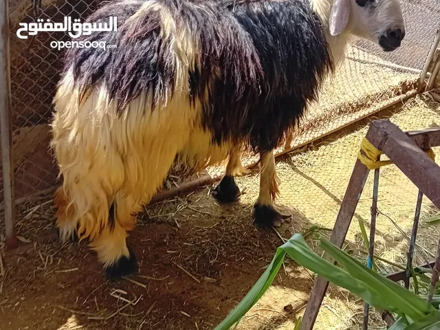 للبيع كبش على200 و تيس على 170
