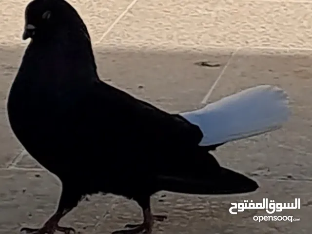 نوري اسود جميل