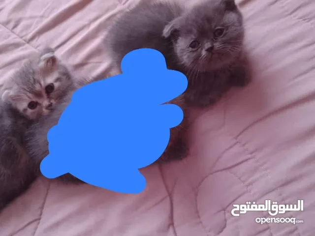 قطط سكوتش فولد عدد 2