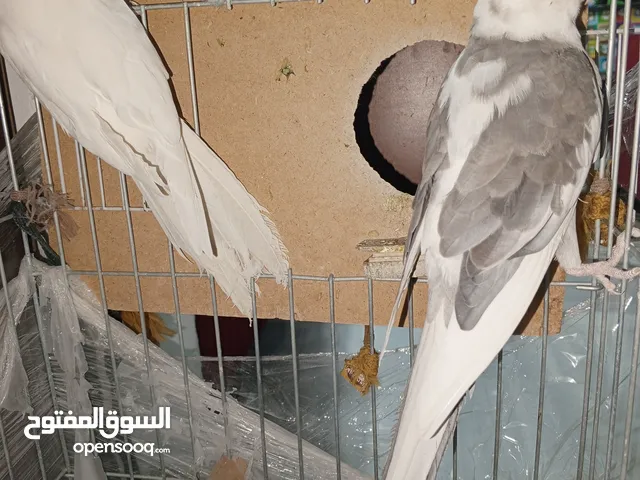 ببغاء كوكتيل