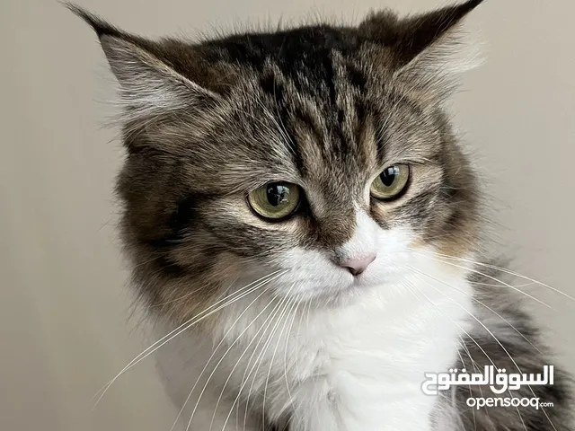 9 months very sweet cat