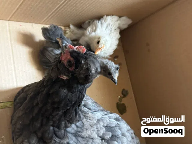ديج مع دجاجة مع كتاكيت عدد2