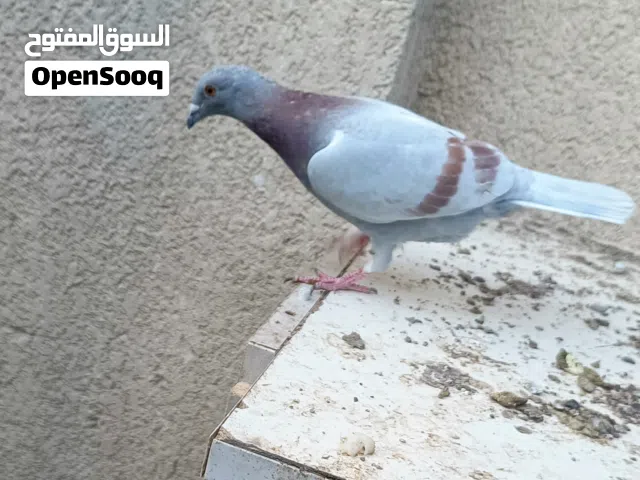 طيره زاجليه مخلفه