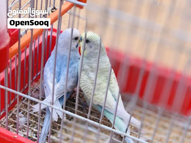 2كوبيا بقلينو رينبو للبيع