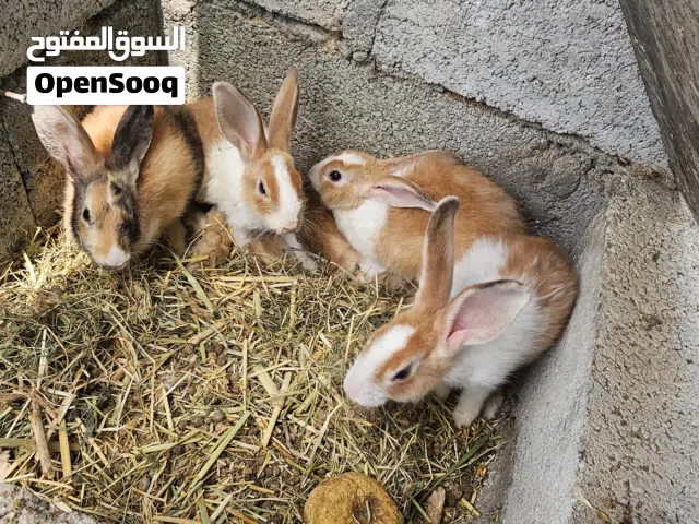 ارانب هولنديه