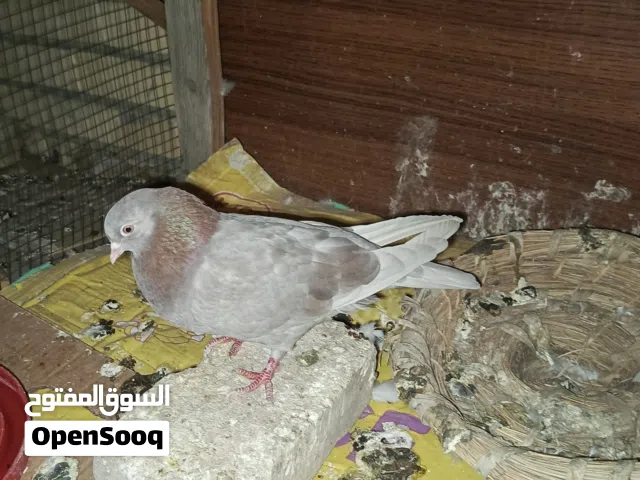 السلام عليكم نثيه دخانيه لواته كلش حلوه