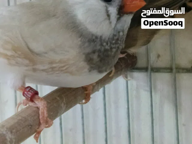 زوج فنجس اقره الوصف رجا