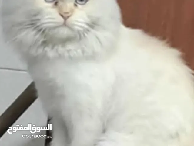 هملاي اورنج