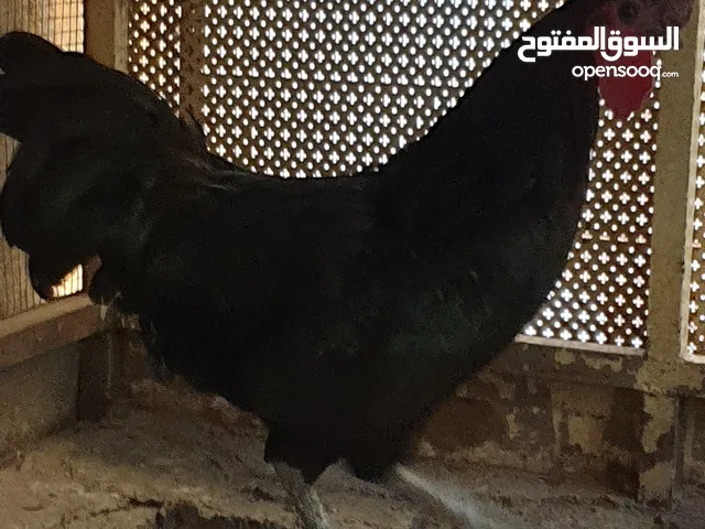 ديوك للبيع