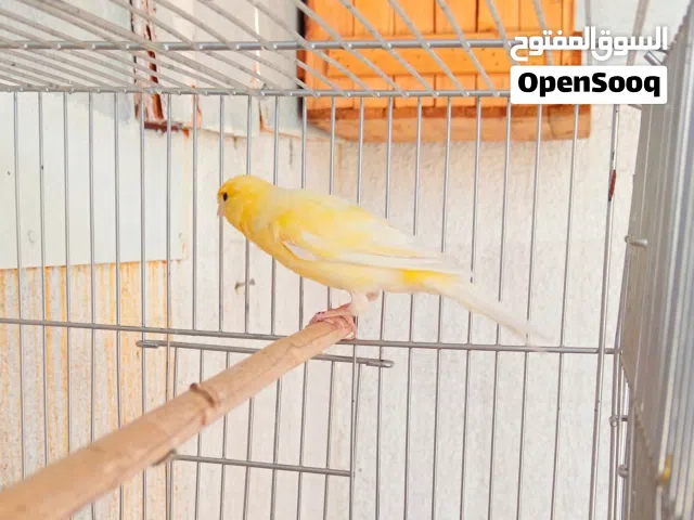 كناري موزي فول كلام مع القفص