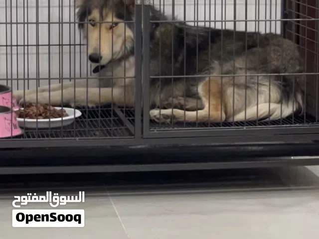 قفص كلب كبيرlarge dog cage