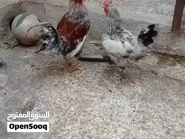 ديج ودجاجه