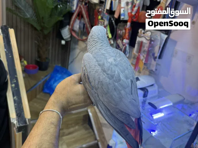 متاح كاسكو اسطورة