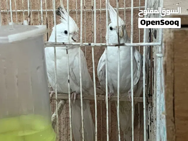 زوج كوكتيل البينو للبيع