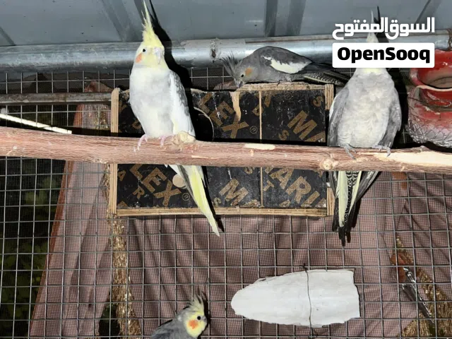 زوج كوكتيل