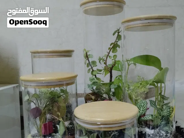 للمكاتب والشركات وهدايا تنبض بالحياة