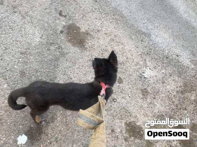 كلب مكس جيرمن