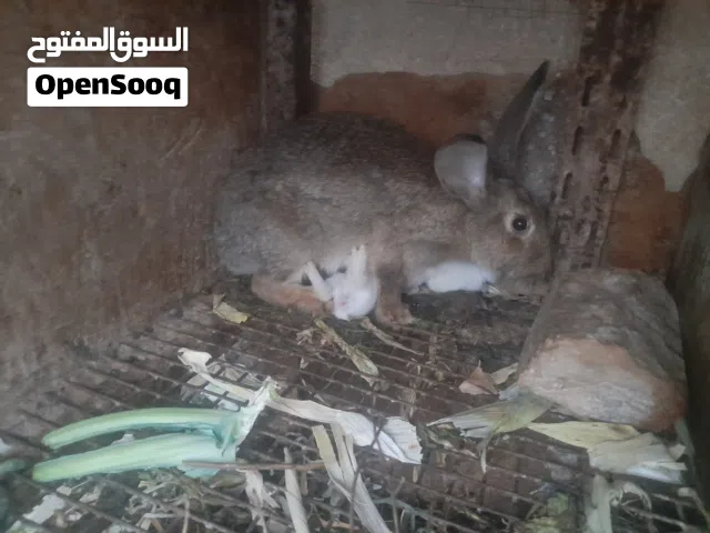 ارنبة ألمانية مع 7 فراخ للبيع