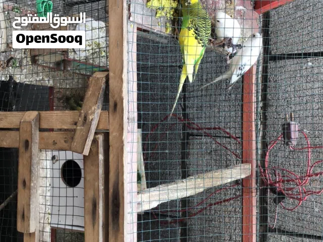 قفص طيور حب