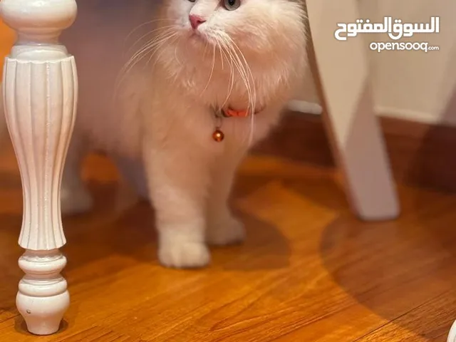 قط شيرازي للبيع