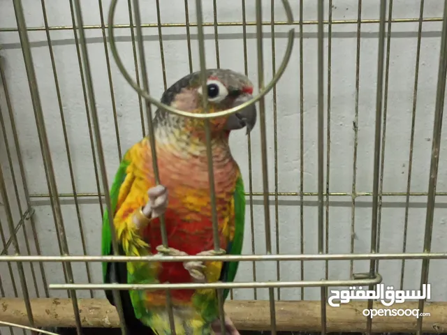 للبيع جوزين جرين شيك يلوسايد منتجات جوز محجل حجل بلدي