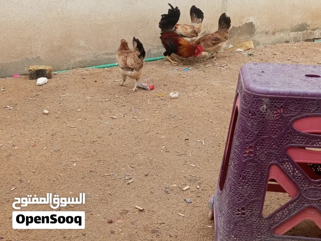 السلام عليكم دجاج خط اول كويتي نقي 5دجاجات وديج العدد 6 البكان