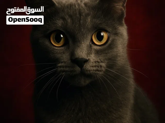 قطة للبيع هادئة و تحب اللعب غير مؤذية cash only