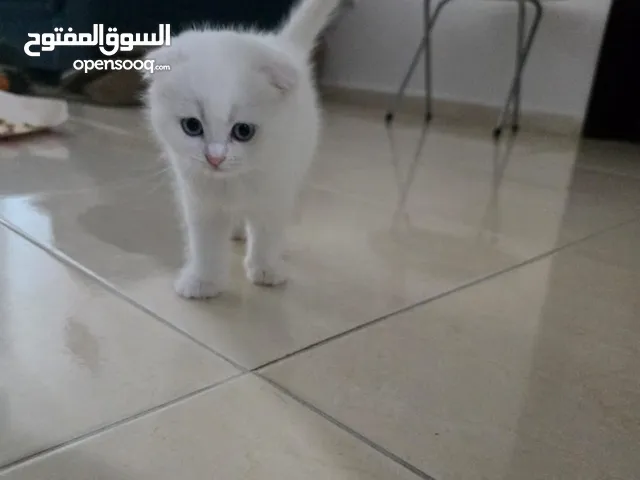 Cats for adoption with fees Scottish Fold and straight 2 months