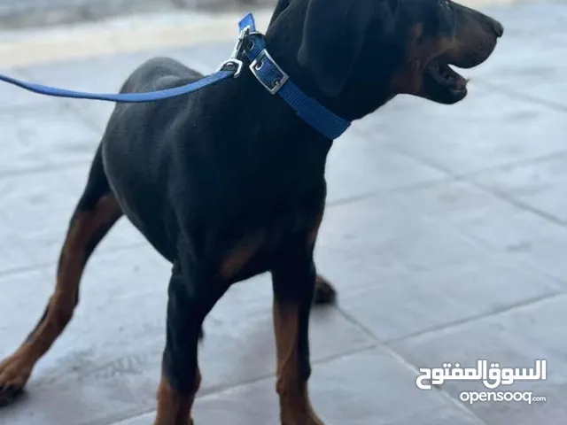 انثى دوبرمان بيور عمر 3 اشهر جميع المطاعيم وحبة الدود مستوى عالي وفخم اهاالي مستوردة